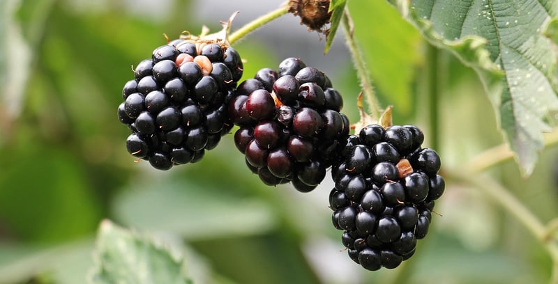 Edible vertical plants